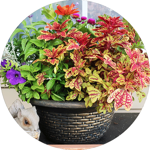 A fall planter with red coleus, petunias, dusty miller and zinnias.